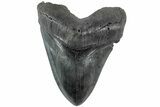 Huge, Fossil Megalodon Tooth - Thick, Heavy Tooth #223931-1